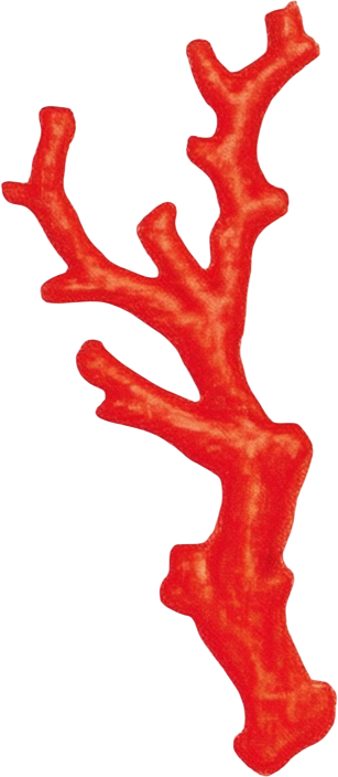 Coral 3