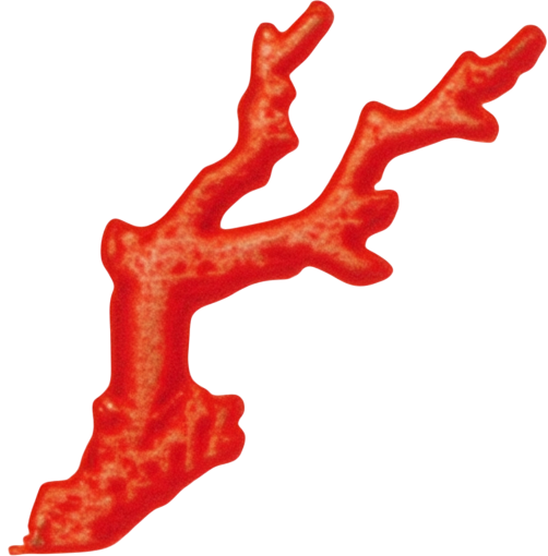 Coral 1