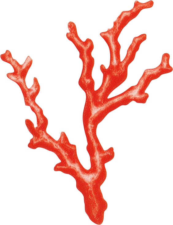 Coral 2